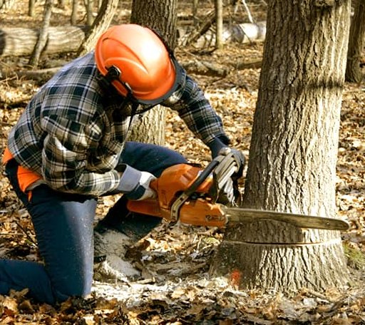 Tree Removal in Green Lake, WI